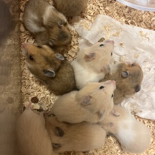 ゴールデンハム　赤ちゃんキンクマ