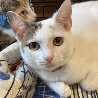 マイペース白三毛　飼い主さんだけを愛してくれます
