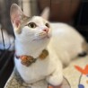 マイペース白三毛　飼い主さんだけを愛してくれます サムネイル2