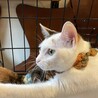 マイペース白三毛　飼い主さんだけを愛してくれます サムネイル3