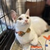 マイペース白三毛　飼い主さんだけを愛してくれます サムネイル4