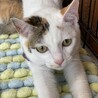 マイペース白三毛　飼い主さんだけを愛してくれます サムネイル7