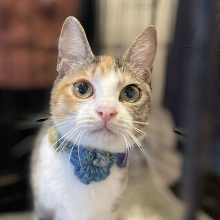 大きな瞳が魅力的な縞三毛「花藻」ちゃん