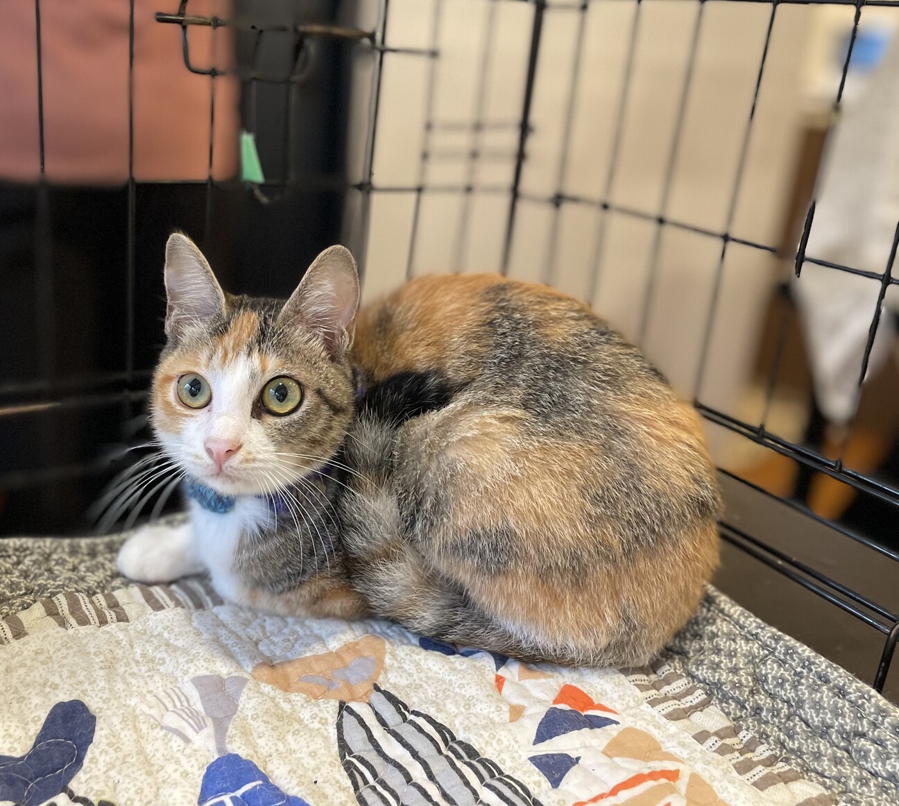 大きな瞳が魅力的な縞三毛」千葉県 - 猫の里親募集(529198) 3枚目の