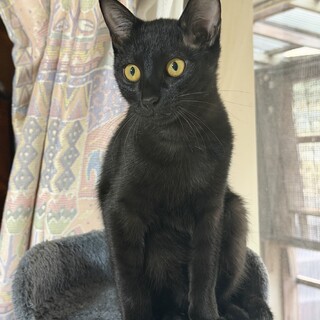 耳にキズあとありますが元気いっぱいクロンちゃん