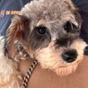 人が好きで甘えん坊なスカイ君 サムネイル2