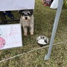 人が好きで甘えん坊なスカイ君 サムネイル3