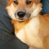元野犬YUZOくんの家族募集 サムネイル3