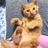 珍しい茶トラの女の子 サムネイル2