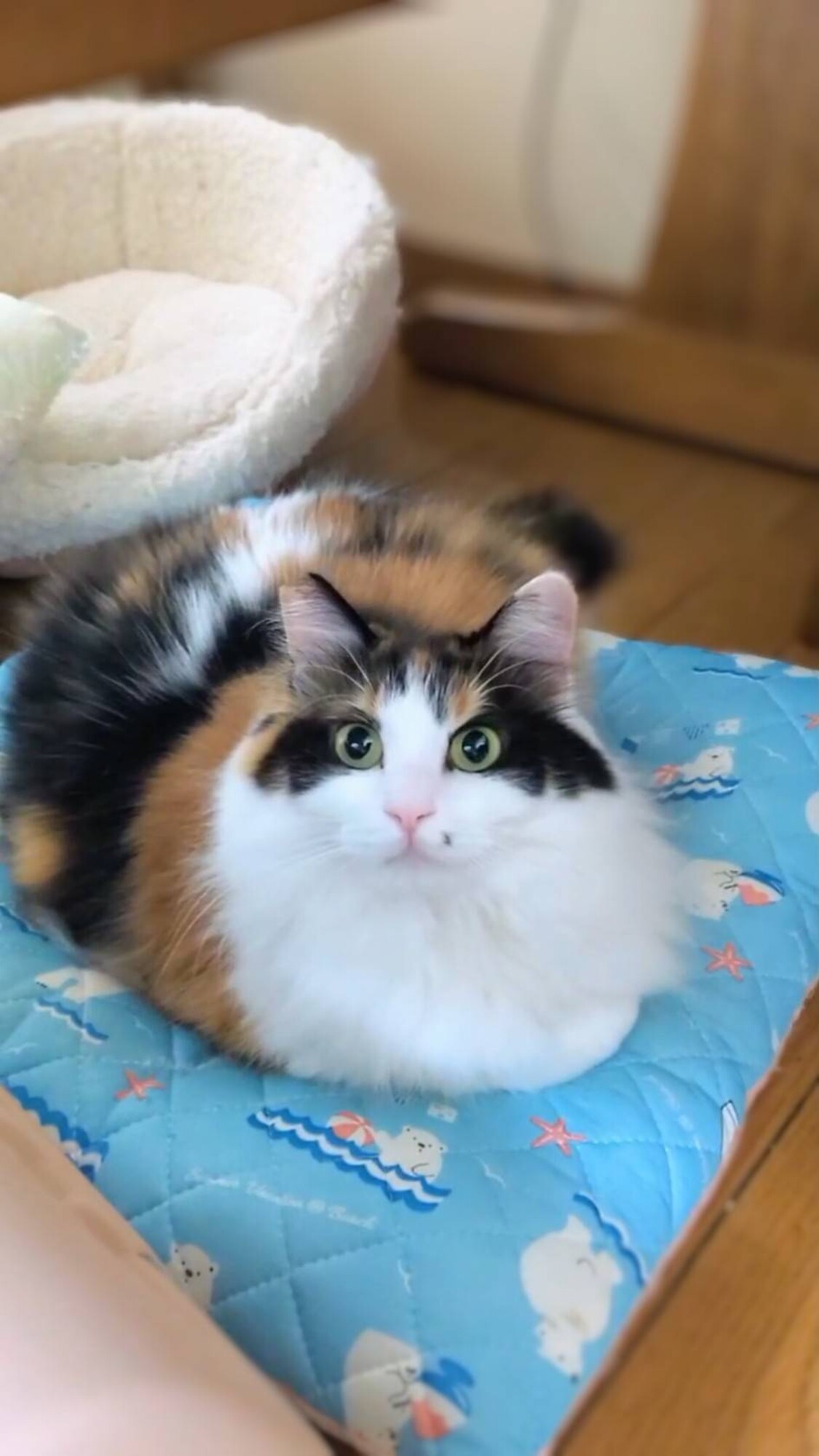 美しい三毛猫『美織みおり』」兵庫県 - 猫の里親募集(529206