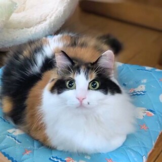 美しい三毛猫『美織みおり』