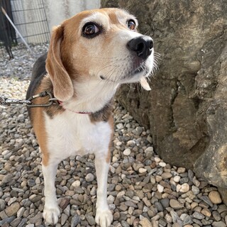 お散歩が大好き！元気いっぱいのチョコちゃん