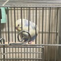 セキセイインコ 生後2ヶ月
