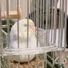 セキセイインコ 生後2ヶ月 サムネイル2