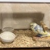 セキセイインコ 生後2ヶ月 サムネイル3