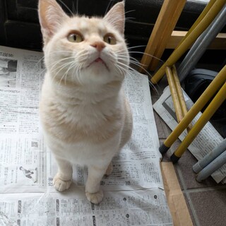 甘えん坊1歳位の女の子、穏やかな性格です