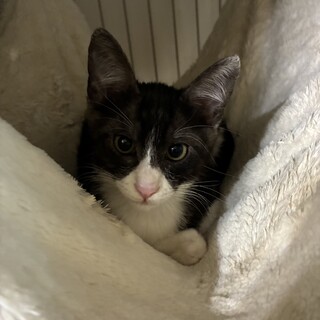 グレー雉白可愛いアンディ