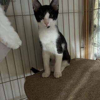 可愛らしいライアンちゃん