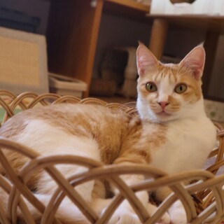 異国風の美猫はルルー