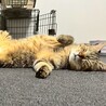 大きな体がチャームポイント★ゆずくん サムネイル6
