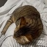 大きな体がチャームポイント★ゆずくん サムネイル7