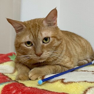 人馴れ抜群！甘えん坊さん★ポコくん