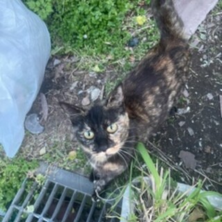 お外で頑張って生きている子③