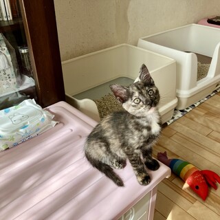 ありがとうございました★サビ猫リュナちゃん