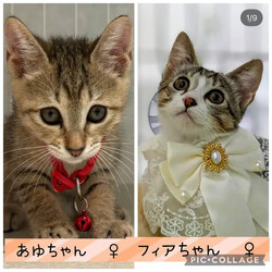 保護猫譲渡会@碧南市