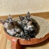 ありがとうございました★サビ猫リュナちゃん サムネイル2