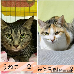 保護猫譲渡会@碧南市 サムネイル2