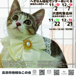 保護猫譲渡会@碧南市 サムネイル3