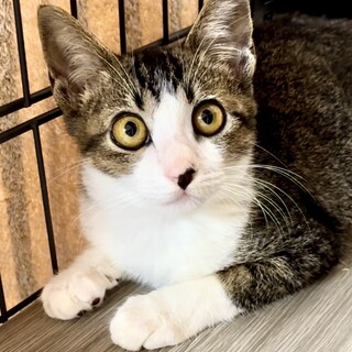 トライアル予定★穏やかな可愛らしい雉白くん