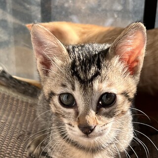 ミルクから育てたのでたいへん人馴れ♡