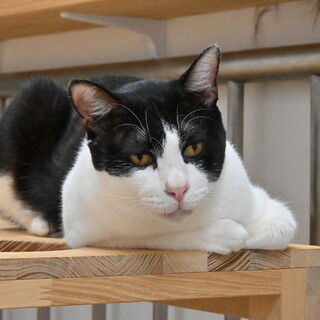 モノトン：何があっても動じない肝がすわった男の子。