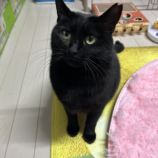 たいへん穏やかで優しい子です