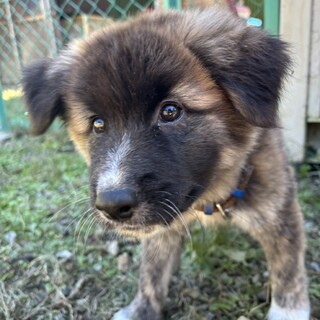 人慣れ◎ヌヌくん