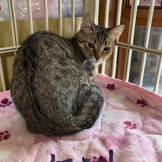 落ち着いてる性格のケントくん