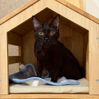 おもちゃも大好き！小柄な女の子♡アクアちゃん