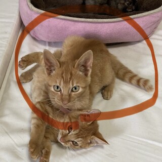 元気な茶トラくんです！