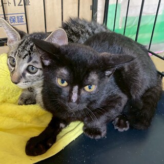 黒猫のふようちゃん