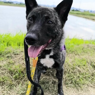 神戸の野犬オチャメな『桜愛おうら』