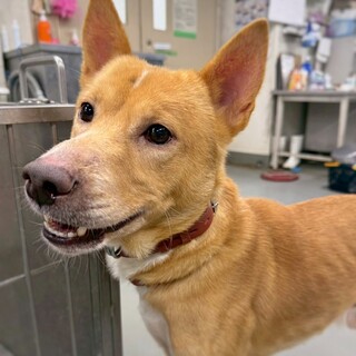 新しい家族を探します！　半蔵くん　3-4歳