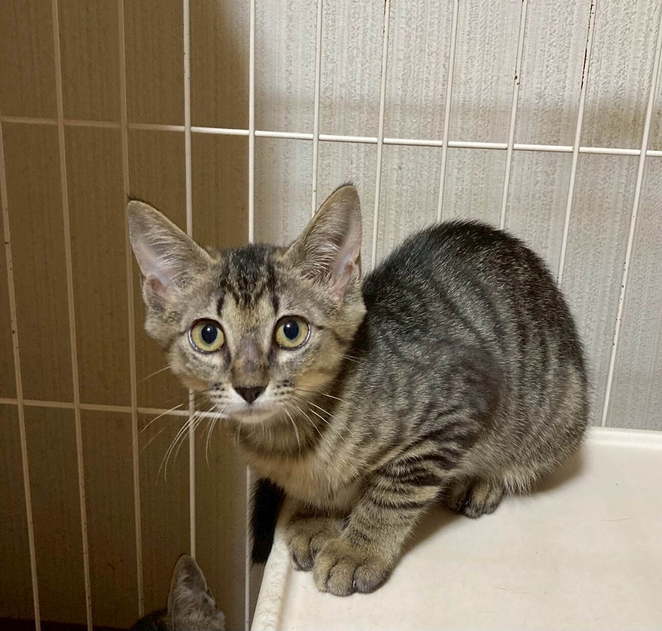 チーターベビー(灰)里親様募集～まなあきちゃん御予約(*´艸｀*) チーターベビー(灰)♡里親様募集～♡まなあきちゃん御予約♥(*´