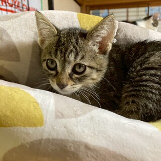 くりくりお目めの♡めぐみちゃん