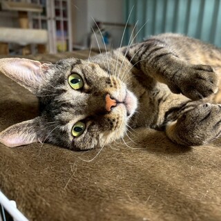 ビビリだけど馴れると甘えん坊★かずはくん