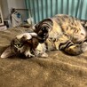 ビビリだけど馴れると甘えん坊★かずはくん サムネイル2