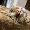 ビビリだけど馴れると甘えん坊★かずはくん サムネイル3