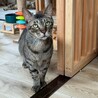 ビビリだけど馴れると甘えん坊★かずはくん サムネイル4