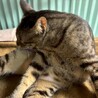 ビビリだけど馴れると甘えん坊★かずはくん サムネイル6